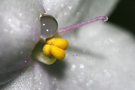 Afrika Menekesi (saintpaulia onantha)