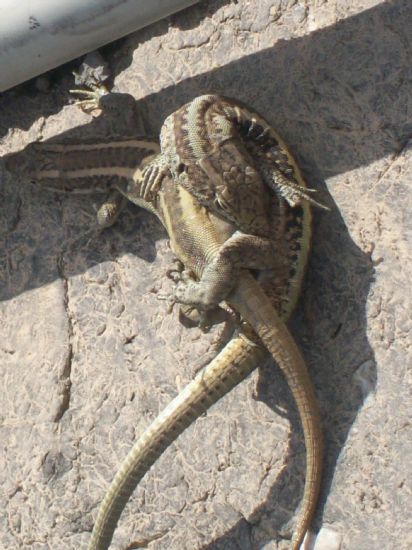 Bu Devirde Gl Gsz Yeniyor