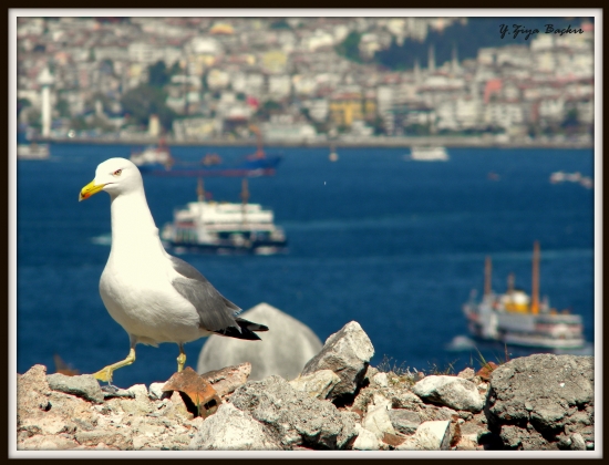 Yedi Tepe stanbul