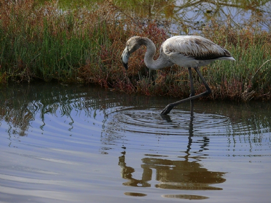 Flamingo