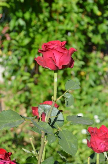 Dayenice Kynn Krmz Gl