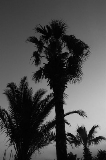 Palm.. ye