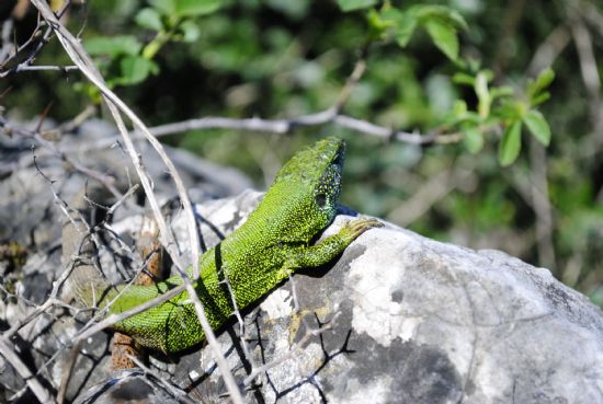 Lacerta Viridis