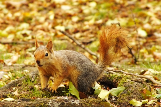 Yldz Park’nn Sevimili Sakinleri