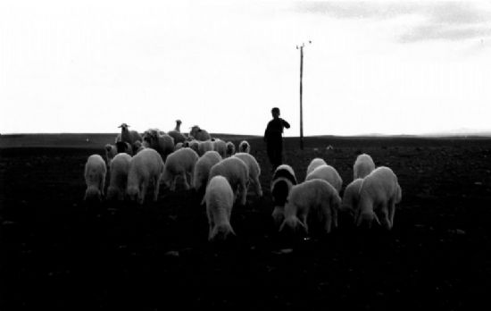 Koyunlar Ve Kuzular_4