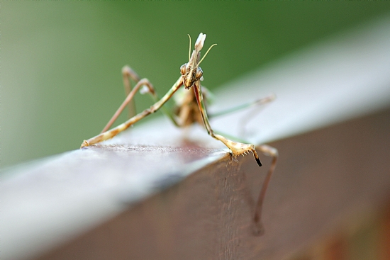 Mantis
