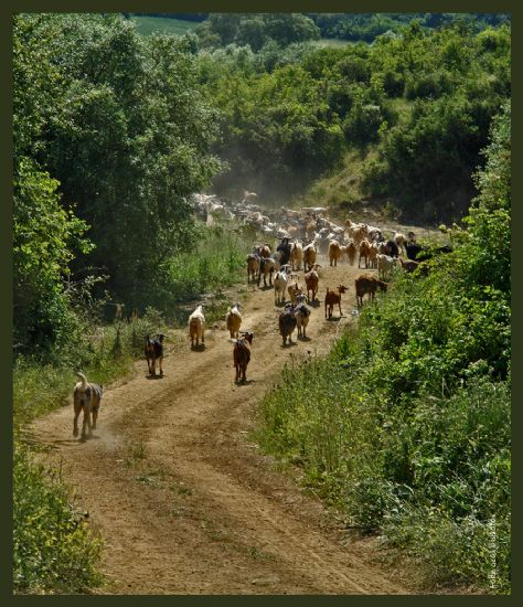 Keçi Sürüsü