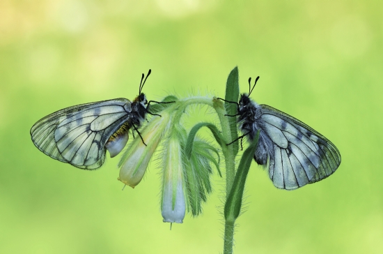 Bay Ve Bayan Dumanl Apollo