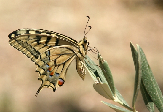 Zeytin Dal