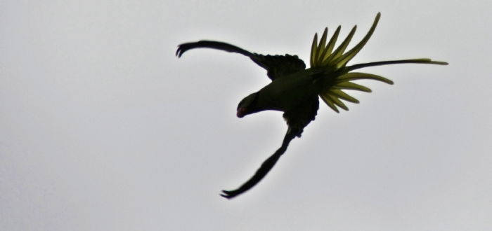 �stanbulun Renkleri