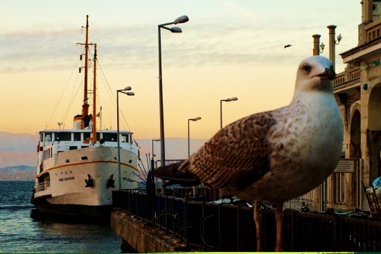 Bykada Ve Yalnz Bir Mart