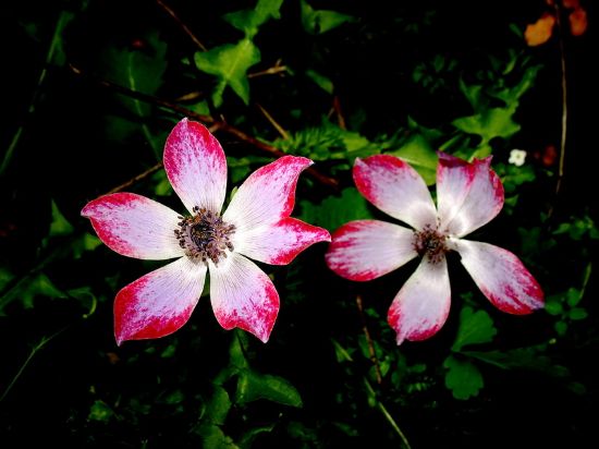 Anemone Coronaria L.