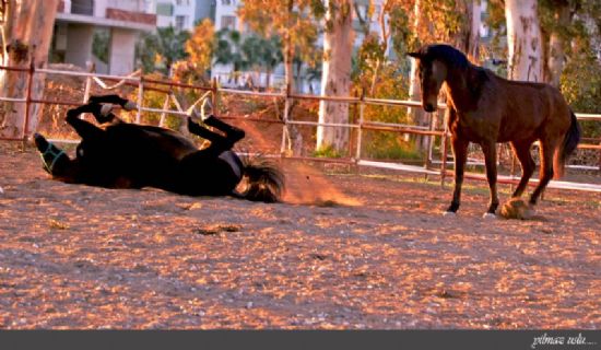 Nedir Bu Kadar Komik Olan ey