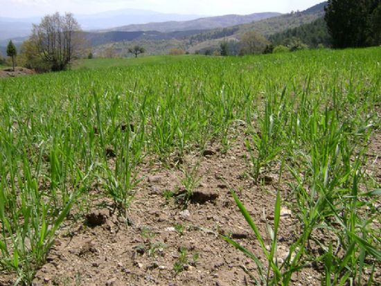 Biz Ektik Allah Ambarna....