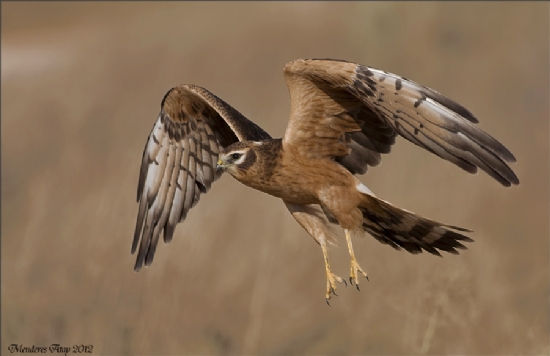 ayr Delicesi Montagu’s Harrier / Circus Pygargus