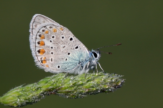 okgzl Mavi (polyommatus carus)