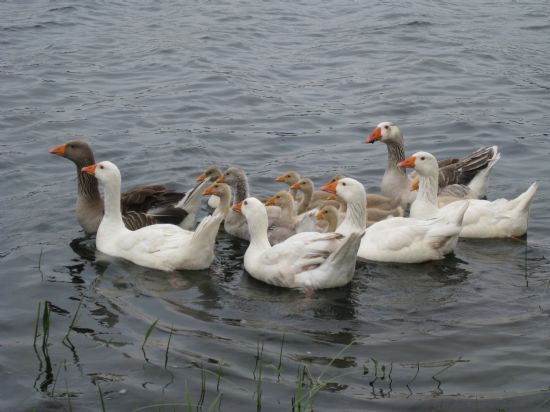 Geni Aile