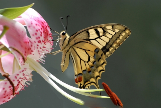 Papilio Machaon