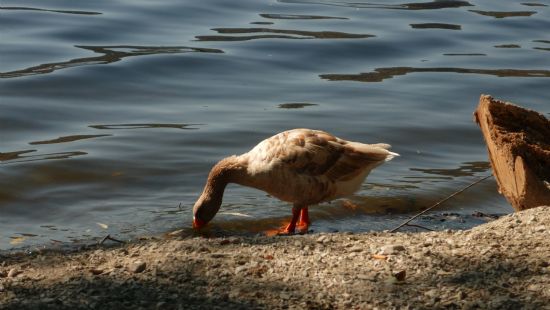 Y�lan Olsa Dokunmaz..