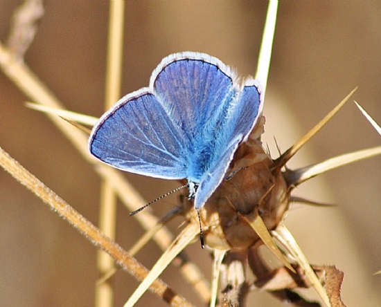Mavi Kelebek 2