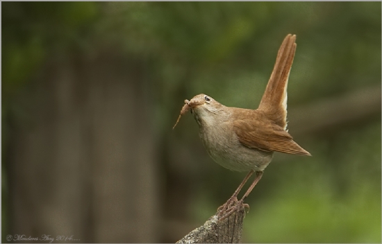 Blbl Nightingale / Luscinia Megarhynchos