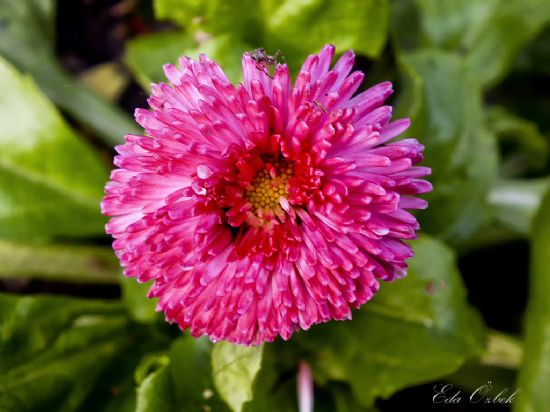 �i�ek Ve �r�mcek