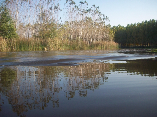 Acarlar Longoz U . 2.