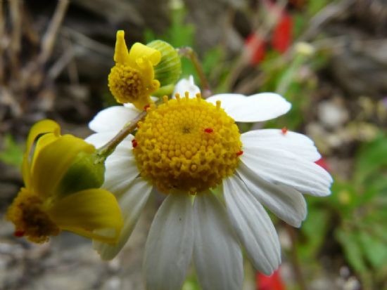 Papatya’nn Misafirleri