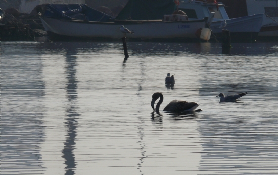 Flamingo le Martlar