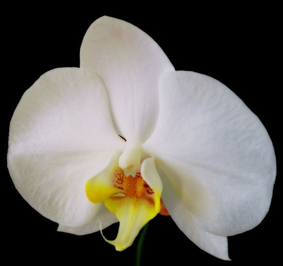 Orkide  2