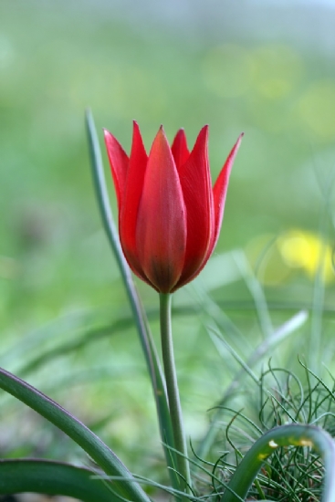 Manisa Lalesi (magnesian Tulip, Tulipa Orphanidea)