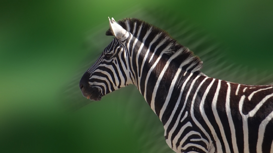 Zebra