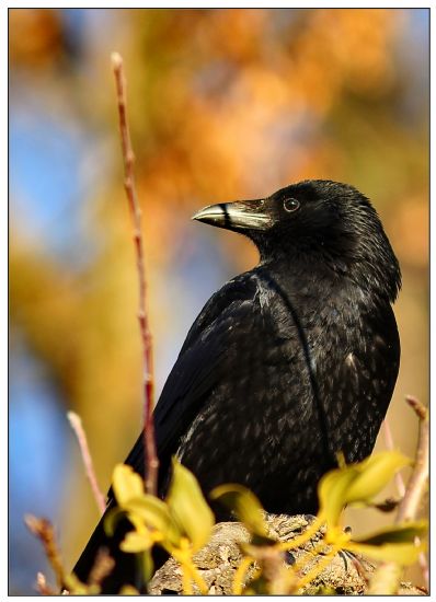 Corvus Corax