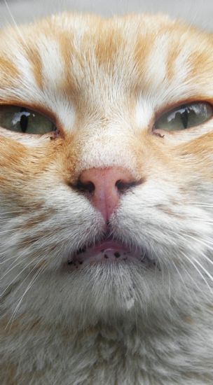 stanbul Pisi’si :)