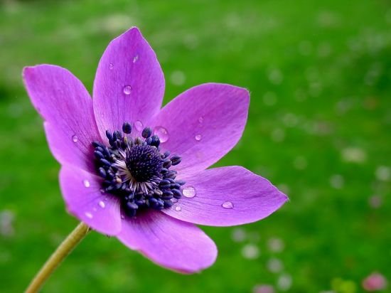 Anemone Coronaria - 2