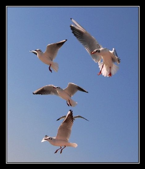 Mart�lar�n Beslenme Saati