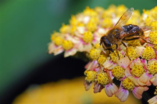 Achillea Millefolium Dester Ve Sinek Arisi