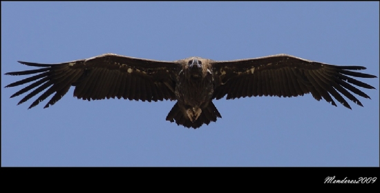 Kara Akbaba Cinereous Vulture / Aegypius Monachus