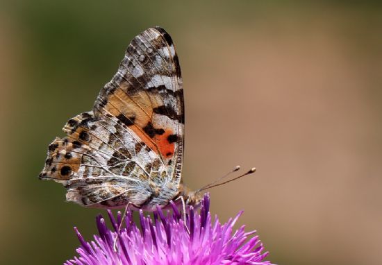 Diken Kelebei (vanessa Cardui)