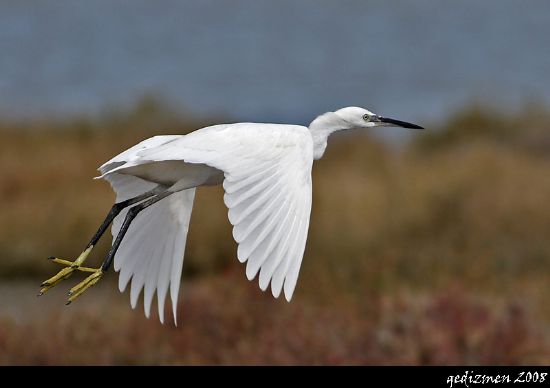 Gediz Deltas Gzellik Kraliesi
