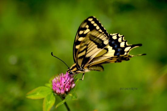 Papilionidae (lepidoptera)