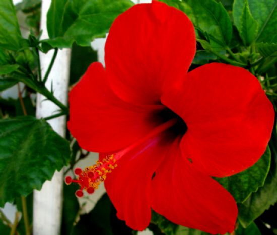 Hibiskus