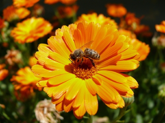 Atatürk Yolumuzu Aydınlatıyor