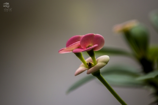 Euphorbia Milii (dikenli Ta)