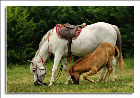 Tay Ve Annesi