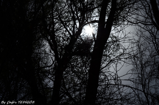 Karanlk Ormanlar.... )