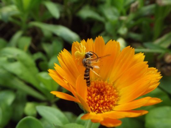 Bir Macro Cekimi Daha :)