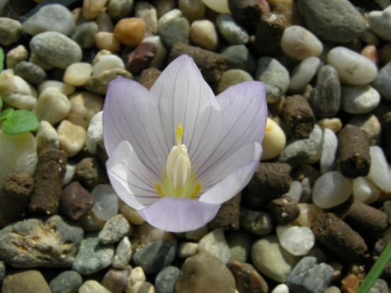 Crocus Kotschyanus Subsp.  Kotschyanus