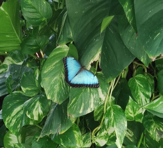 Mavi Kelebek
