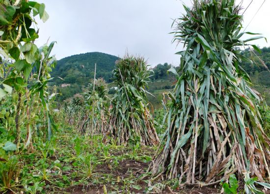 Row Of Corn Stalks / Msr Kumulu